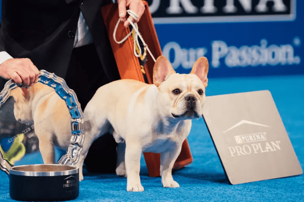 French Bulldog 