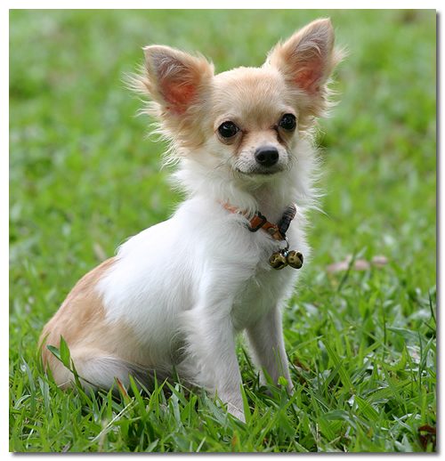 Chihuahua 