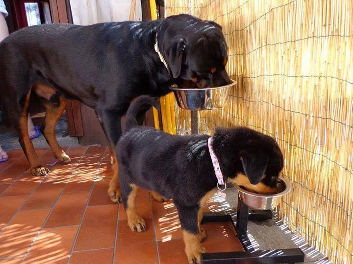 Small Dog diet