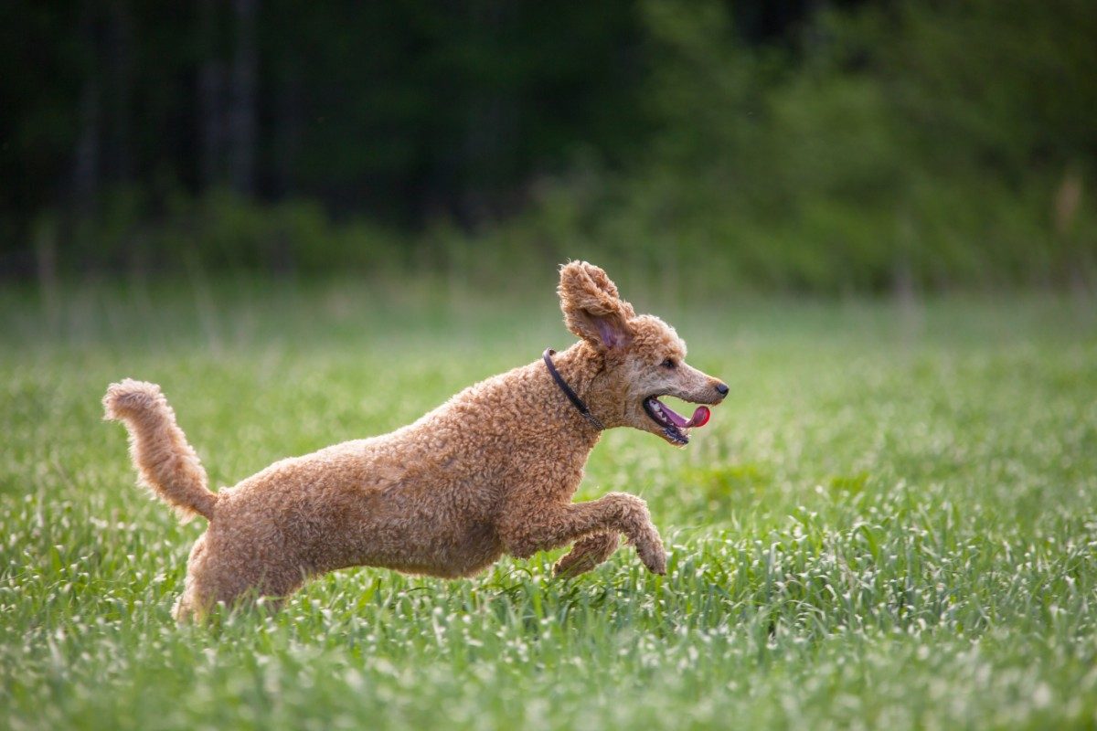 Poodle 