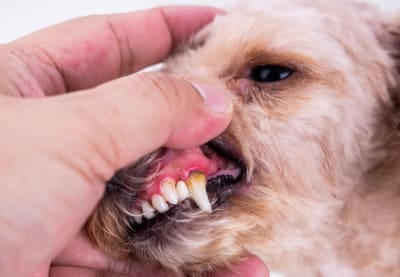 Oral Health Issues 