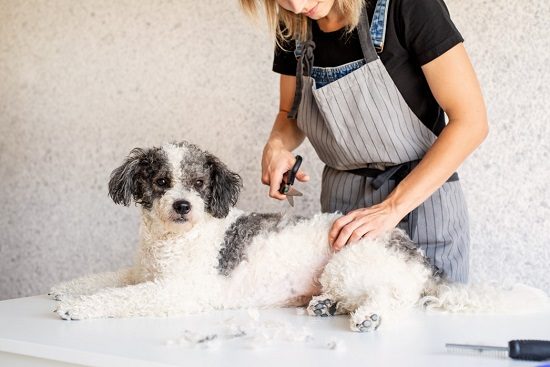 Best Small Dog Breeds