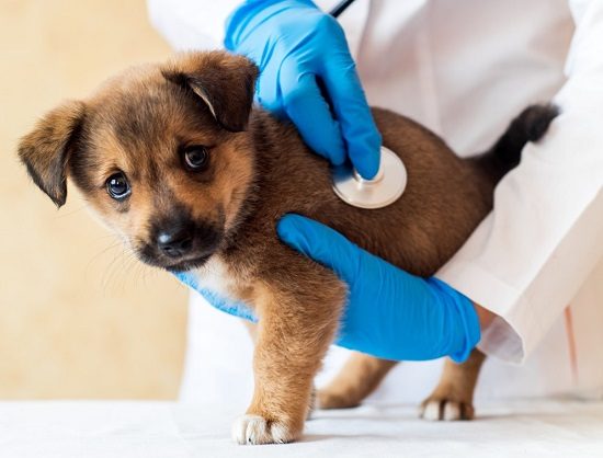 The Ultimate Guide to Caring for a Limping Dog