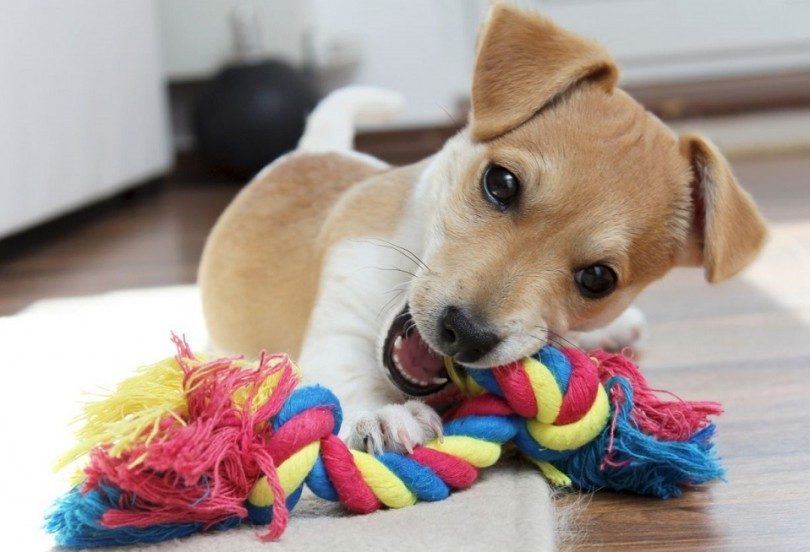 Dogs' Teeth Chattering