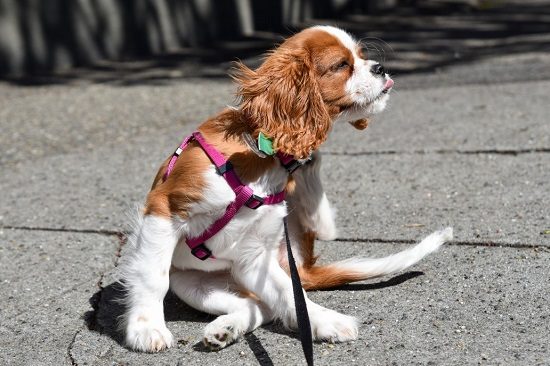 How to Remove Ticks from Dogs 
