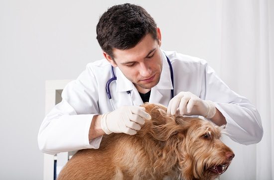 The Ultimate Guide to Caring for a Limping Dog