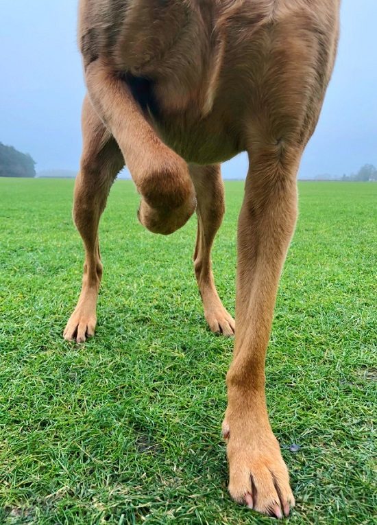The Ultimate Guide to Caring for a Limping Dog