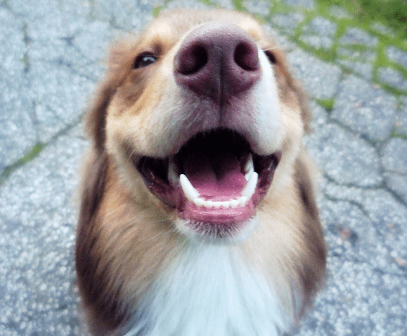 Dogs' Teeth Chattering