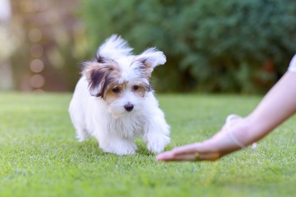 Training Tips for Small Dog Breeds